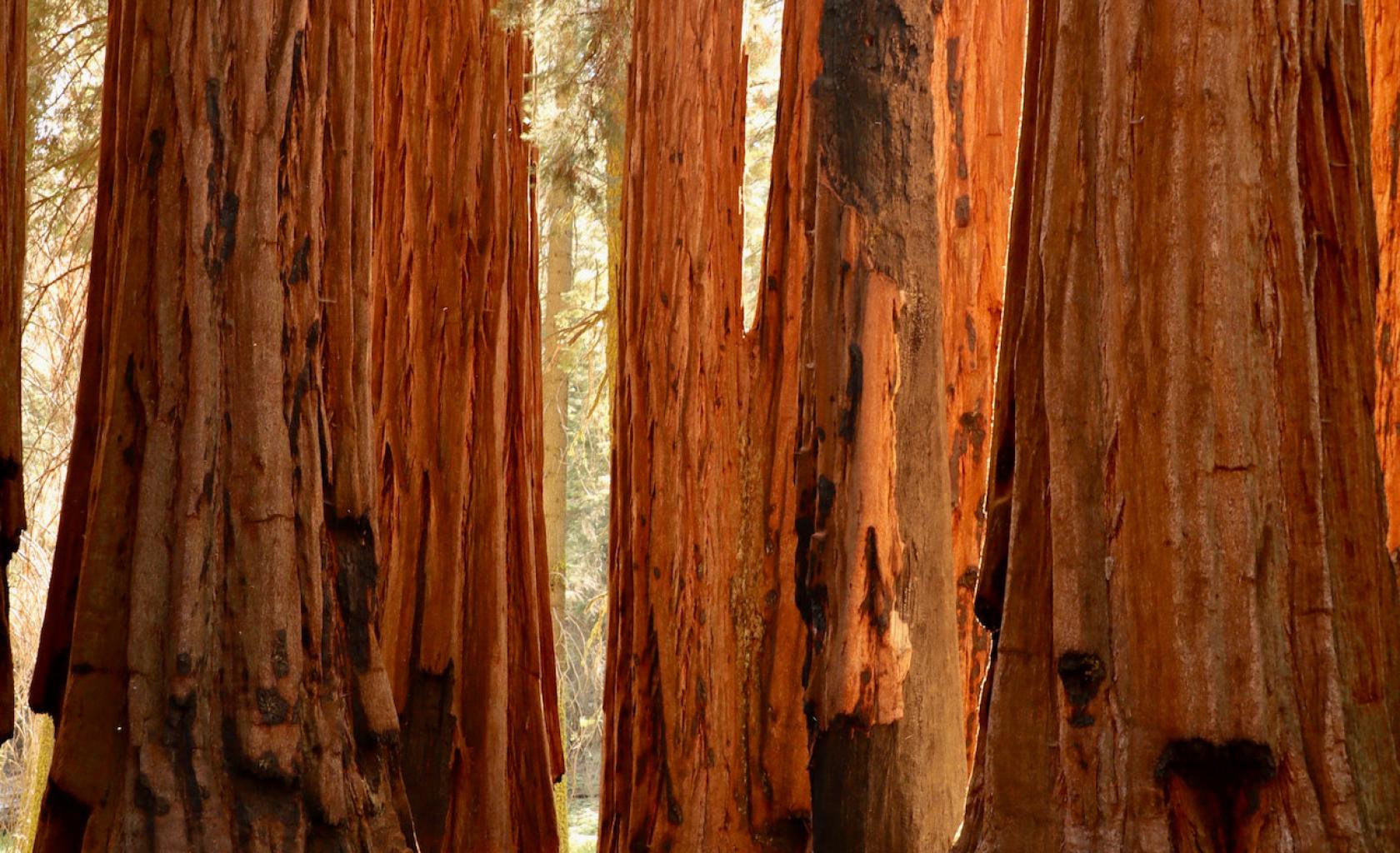 Redwood national park-Sequoia bomen Redwood national park-Sequoia bomen