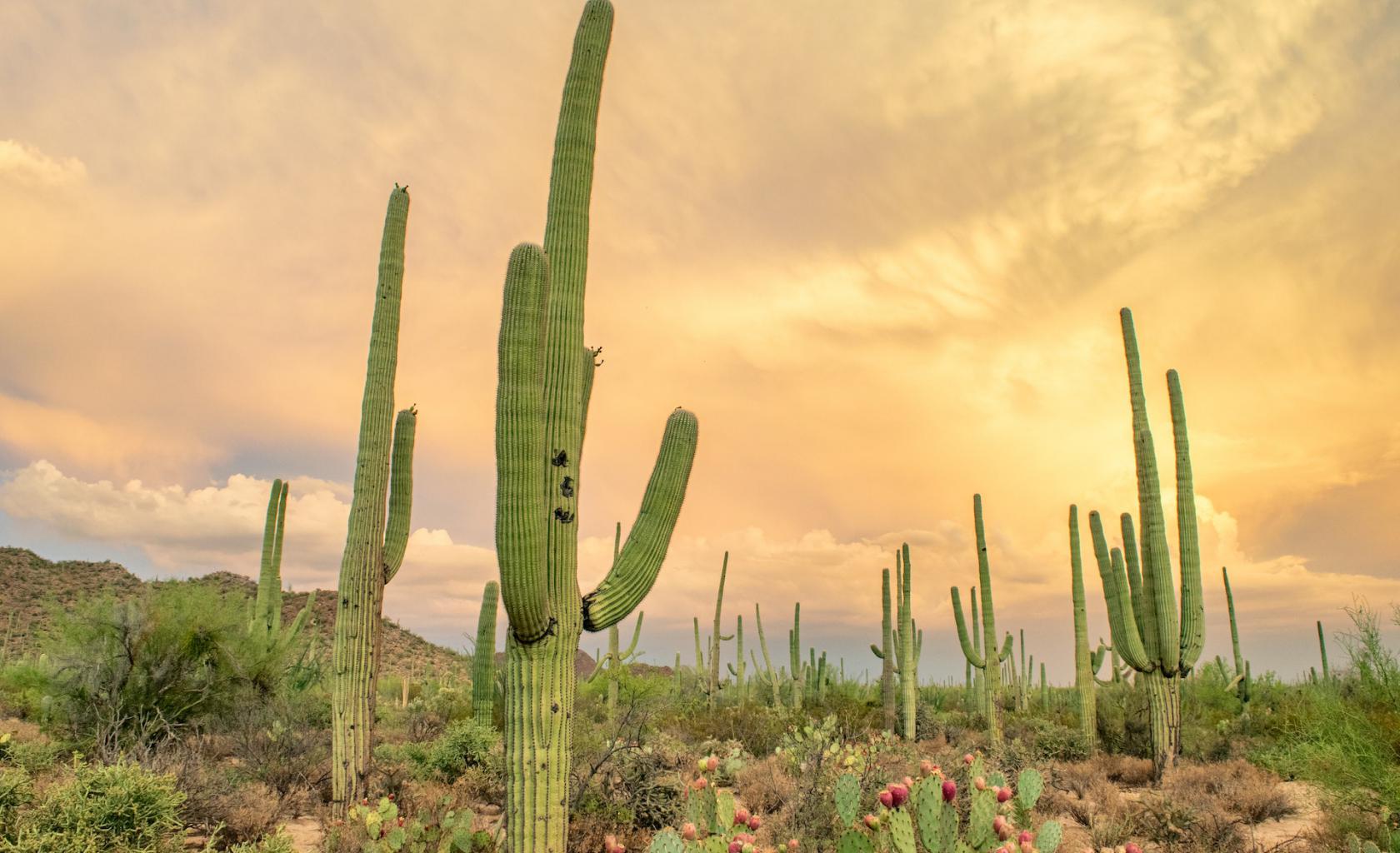 Saguaro National Park Saguaro National Park
