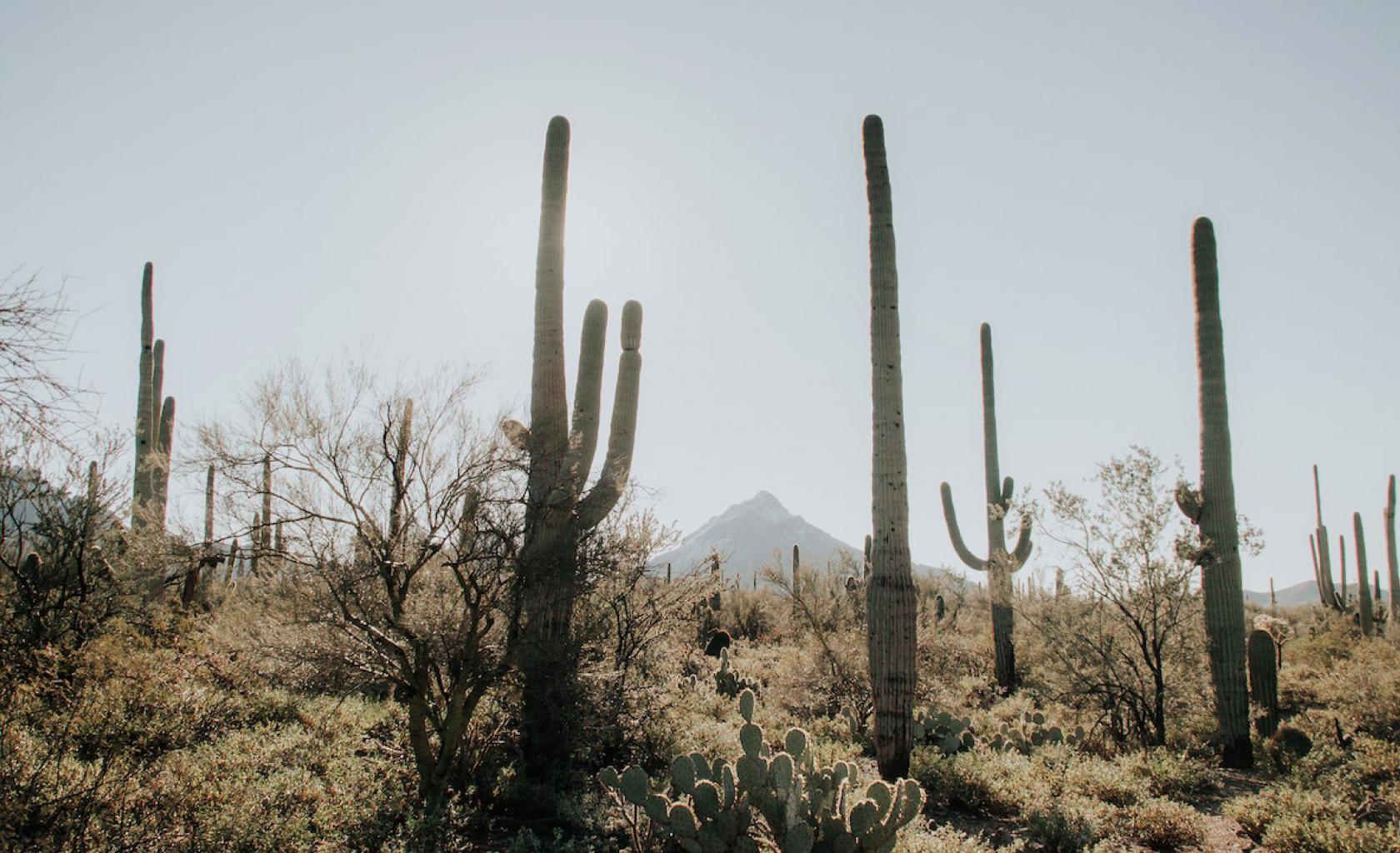 Saguaro National Park-1 Saguaro National Park-1