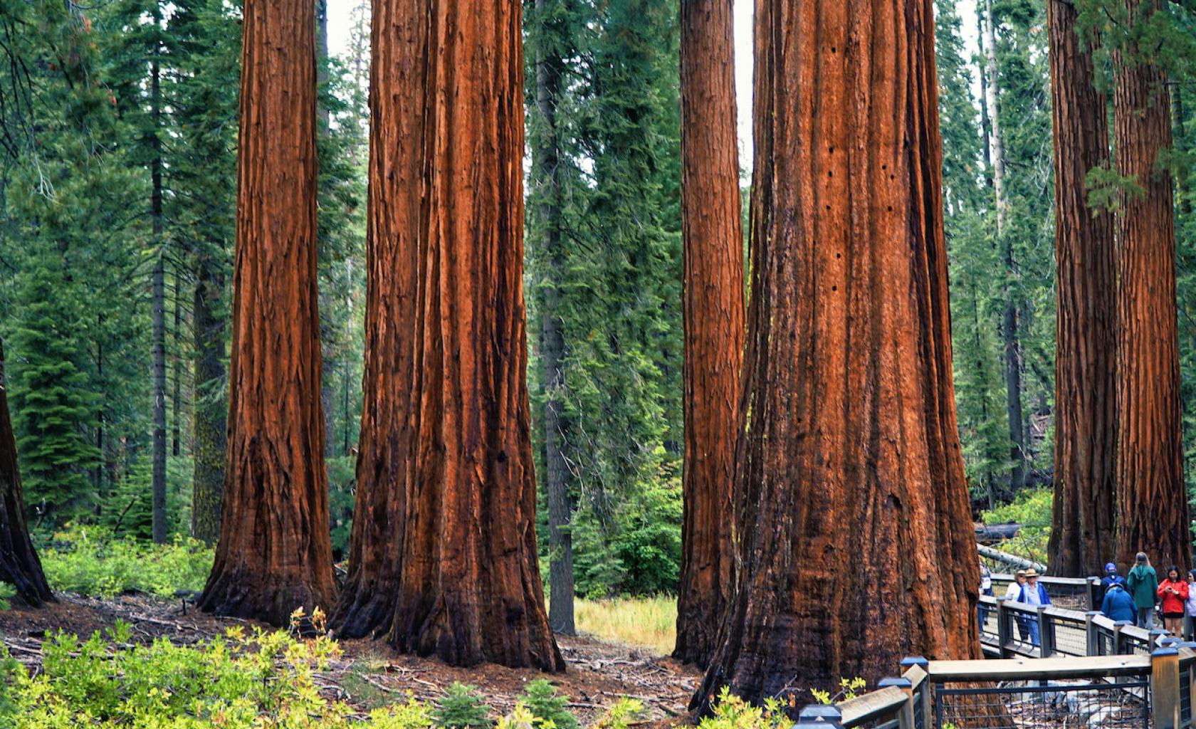 Sequoia bomem-Redwood national park Sequoia bomem-Redwood national park