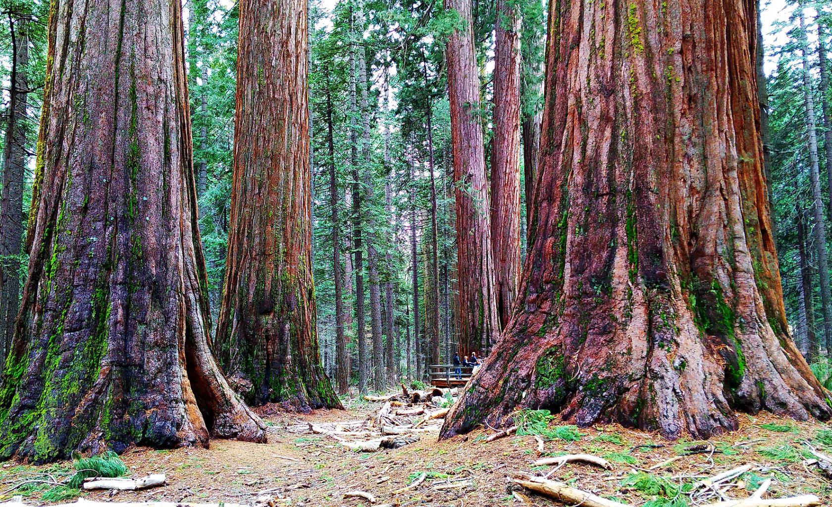 Sequoia National Park Sequoia National Park