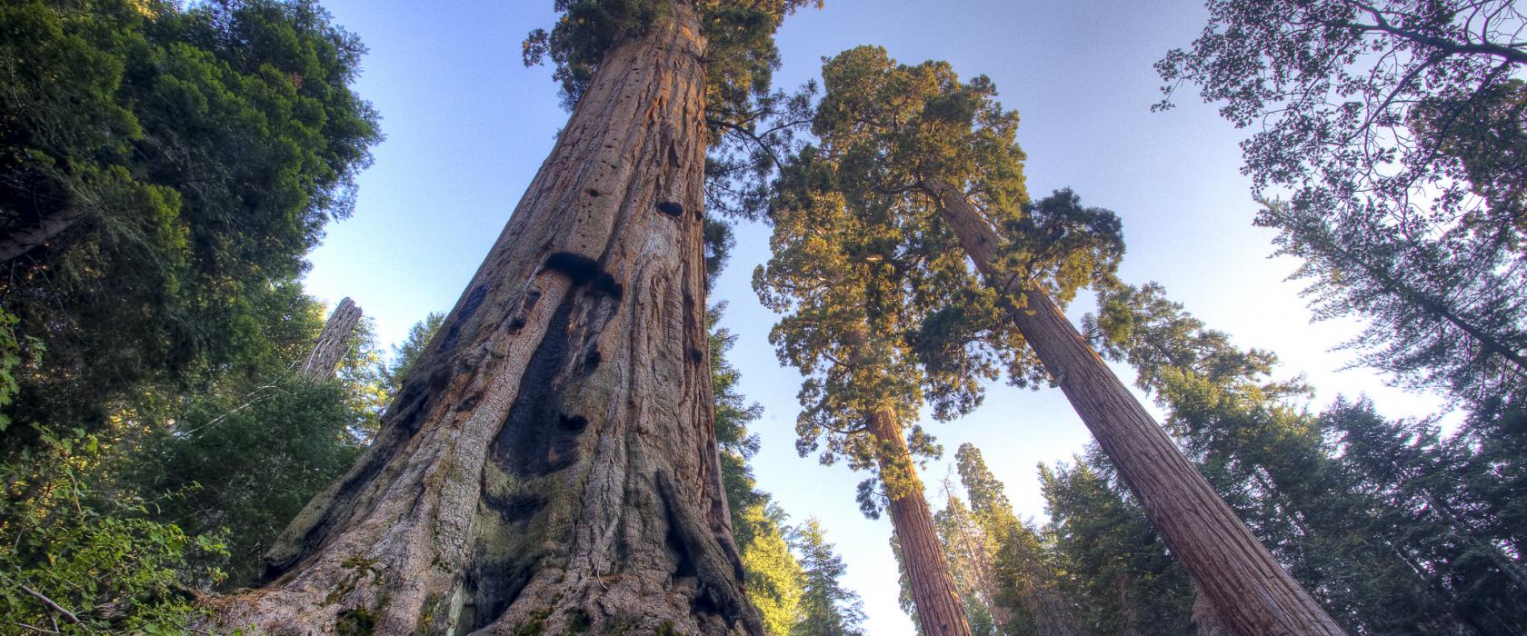Redwood national park