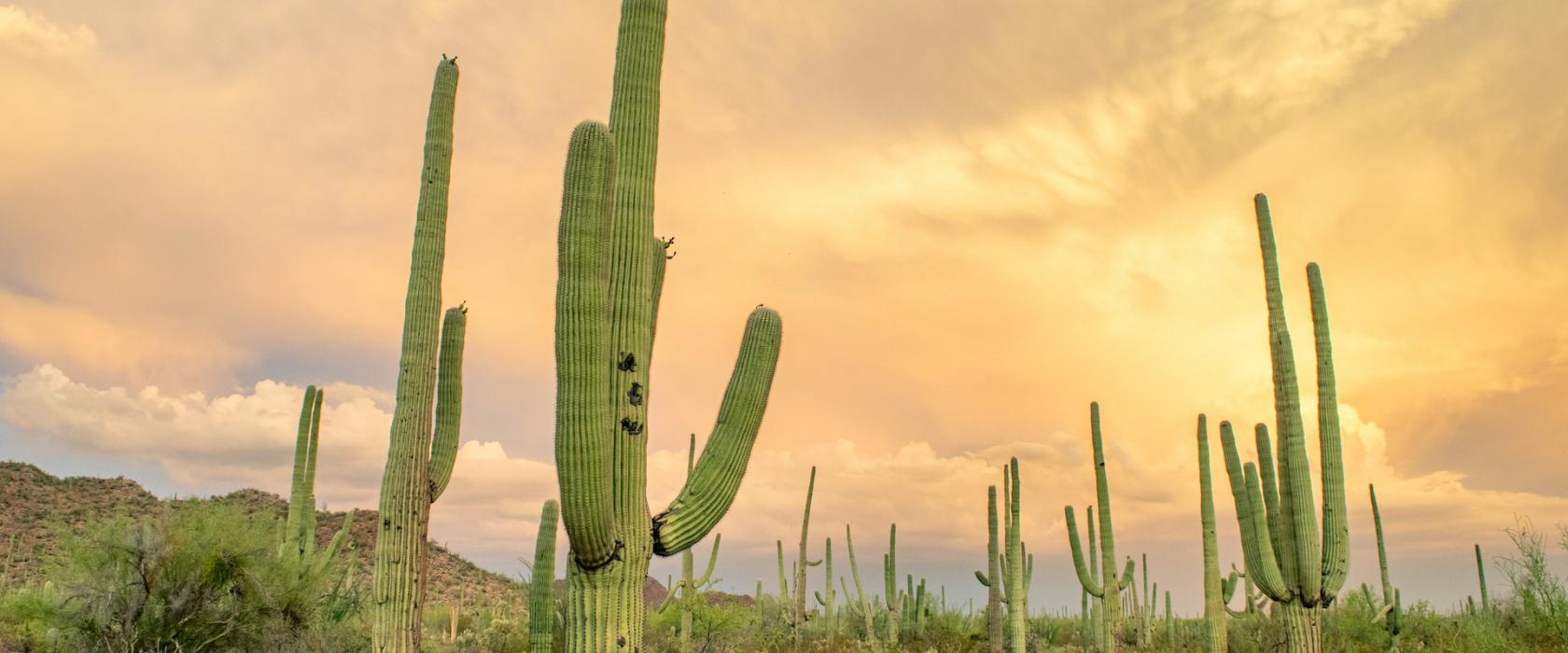 Saguaro National Park