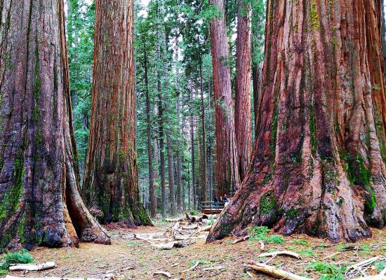 Sequoia National Park-1